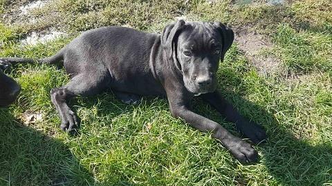 Cane-corso