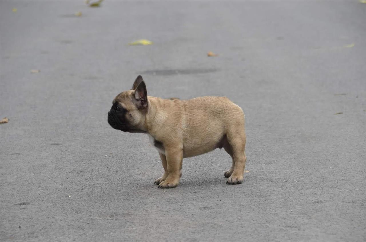 Francuski-Buldog-