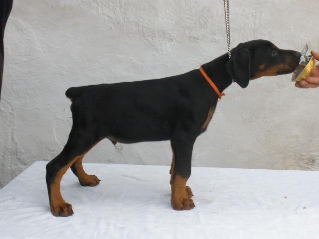 Doberman-stenci
