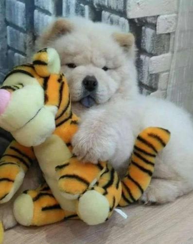Chow chow i Vajmarski pticar stenci