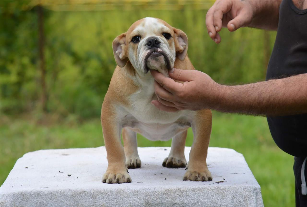 Engleski-buldog