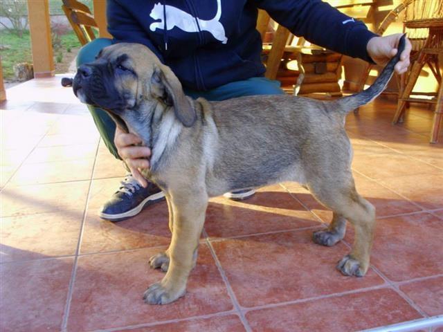 Cane-Corso-odlicna-stenad