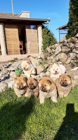 Chow-chow-cau-cau-stenad