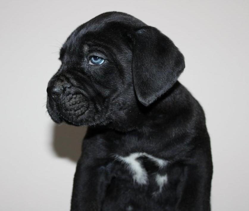 KANE-KORSO-CANE-CORSO