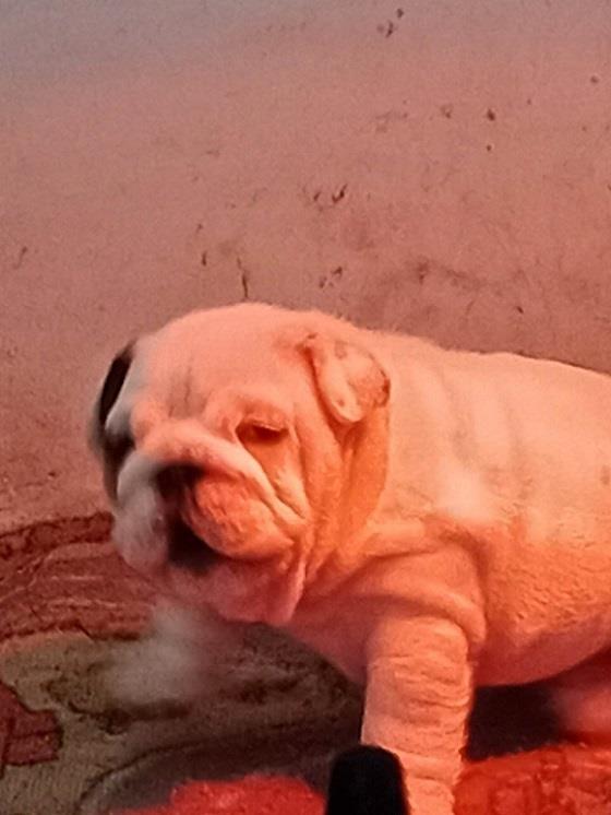 Engleski-Buldog