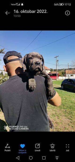 Štenci-Cane-corso-