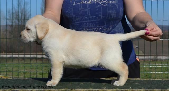 Stenci-labrador-retrivera-