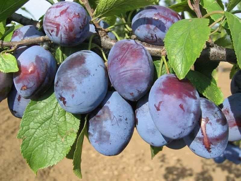 Vocne-sadnice