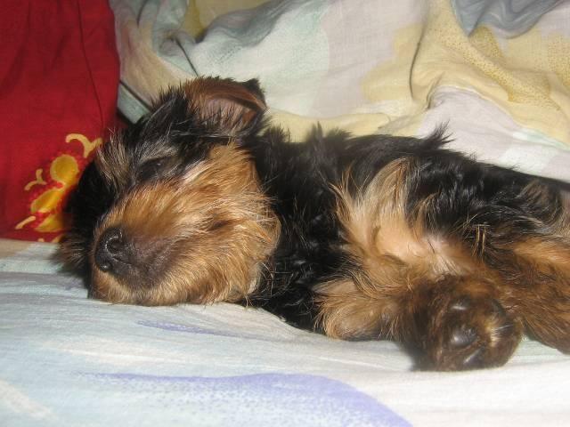 Jorksir-terijer-stenci-odlicnog-porekla