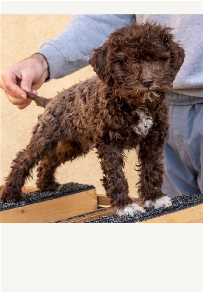 Lagotto-romagnolo-štenci