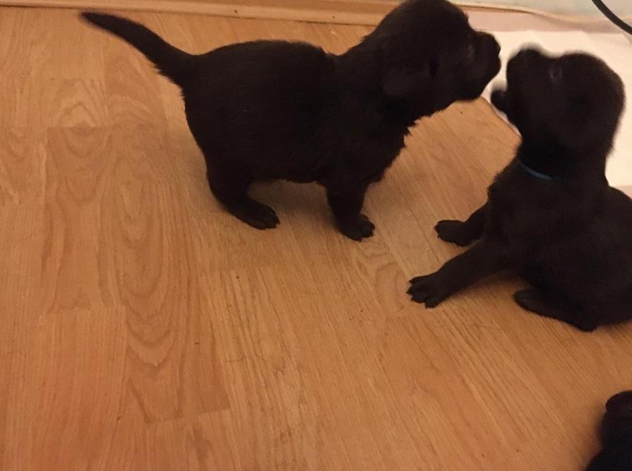 Stenci-cokoladnog-Labrador-retrivera