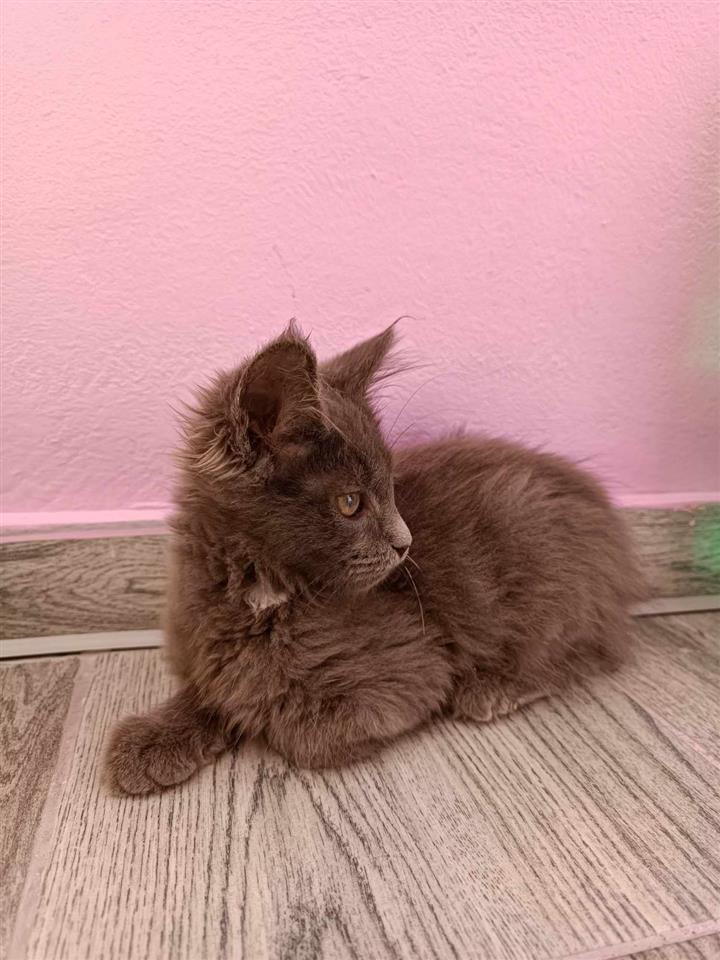 Maine-coon-mačići
