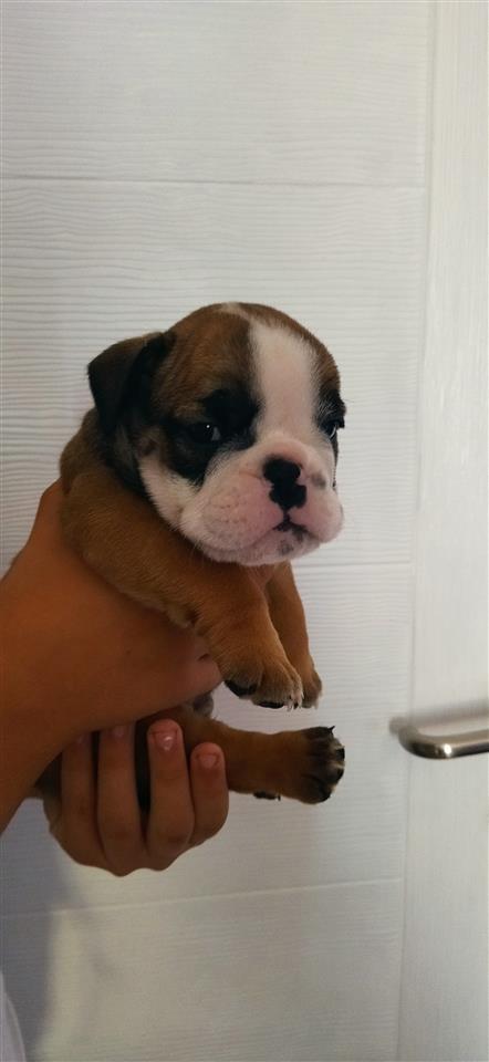 Engleski-buldog