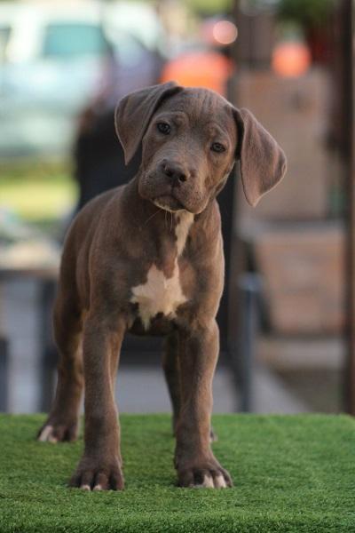Cane-corso-štenci