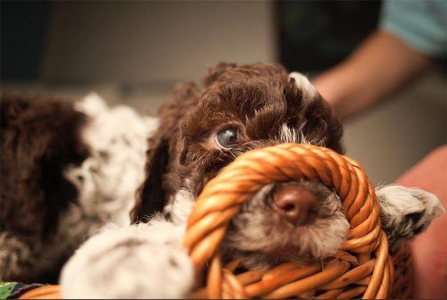 Lagotto-Romagnolo