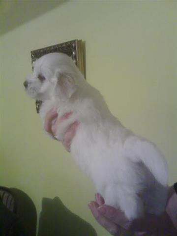 Coton-de-Tulear-vrhunski-stenci