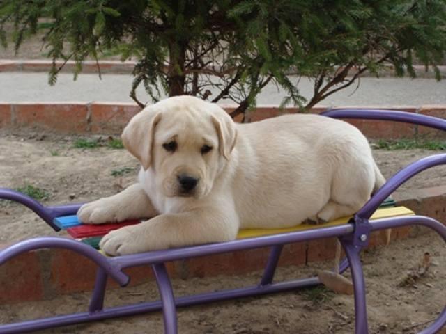 Labrador-stenci-i-mladi-psi-