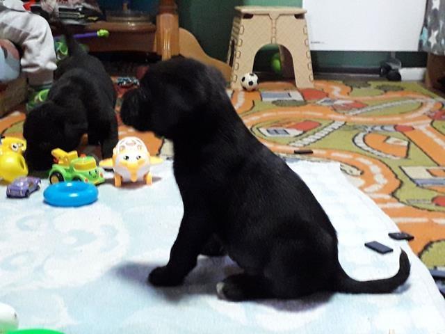 Stenci CANE CORSO 