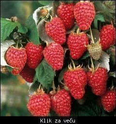 Berba-maline-2024-