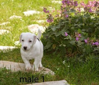 Jack russell terier štenci 