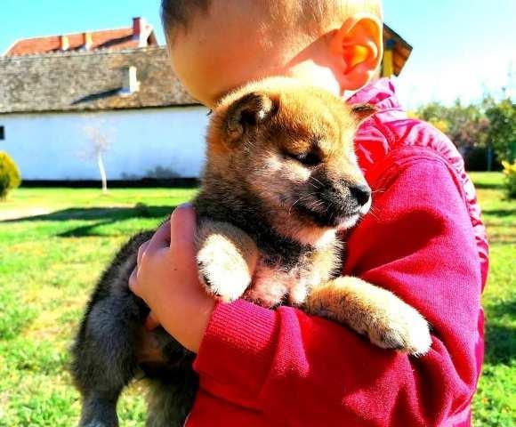 Shiba-Inu--štenci
