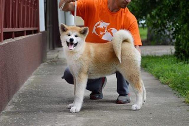 Akita-inu--dve-ženkice