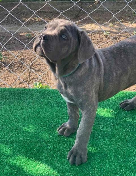 Cane-Corso--štenci