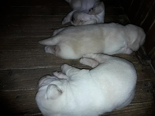 Labrador-retriver--prelepi-štenci