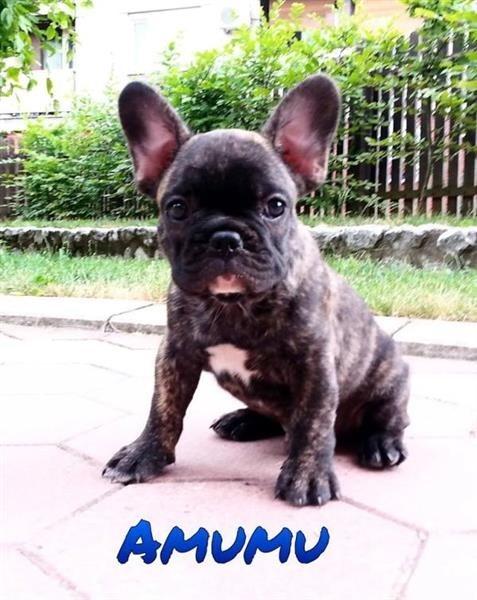 FRANCUSKI-BULDOG--STENCI-