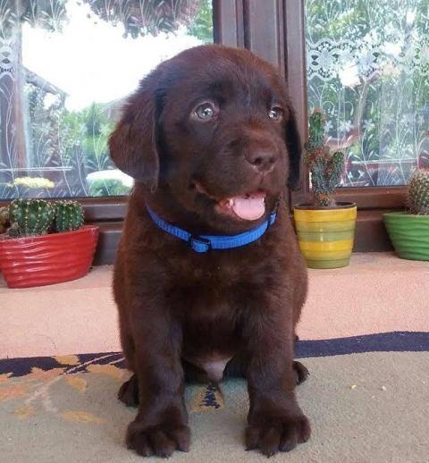 Labrador-retriver-stenci