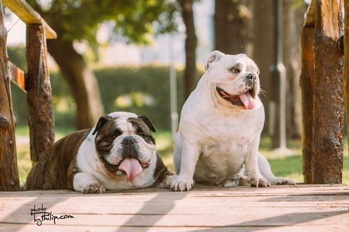 Engleski-Bulldog-štenad