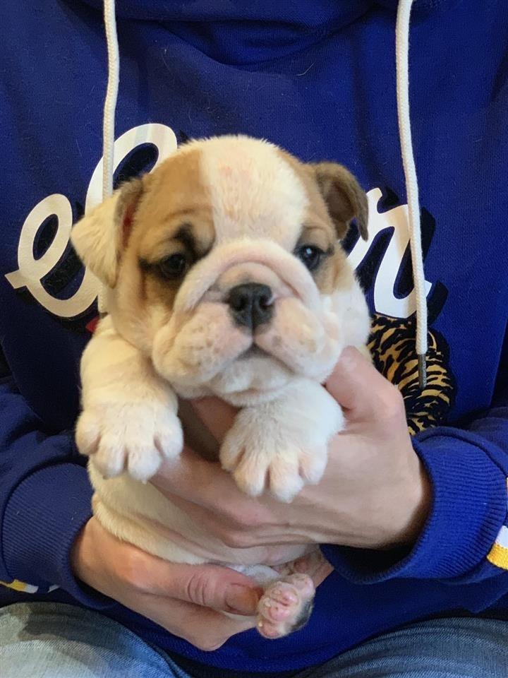 Engleski-Buldog