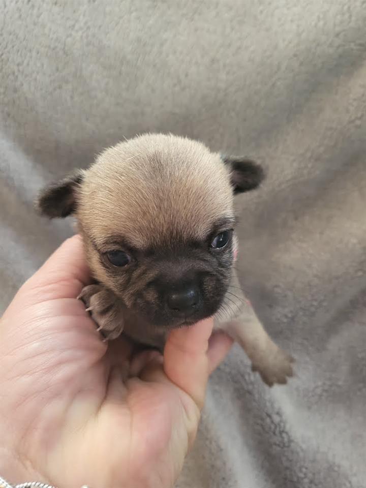 Čivava-mini-štenci-