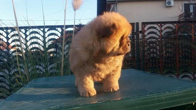 Chow-cau-cau-