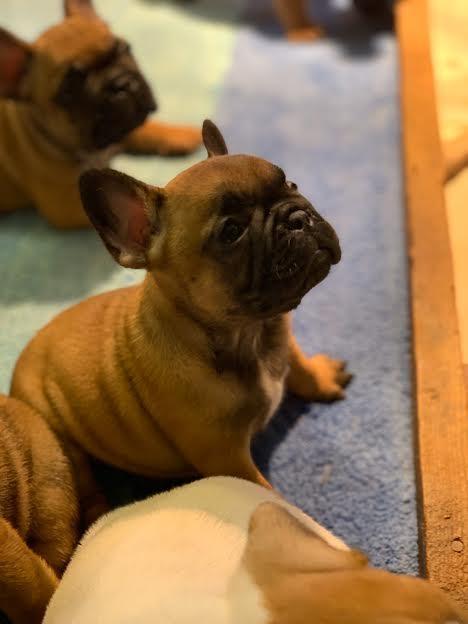 Francuski-buldog-Od-Kuce-Don-