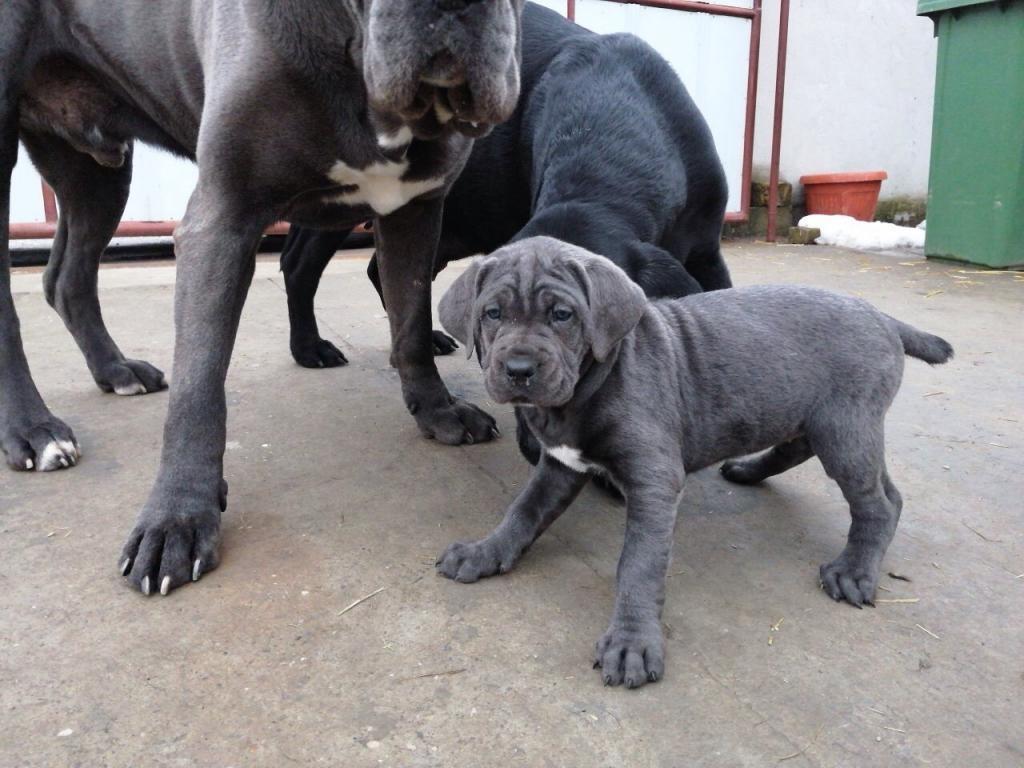 Cane-corso-štenci