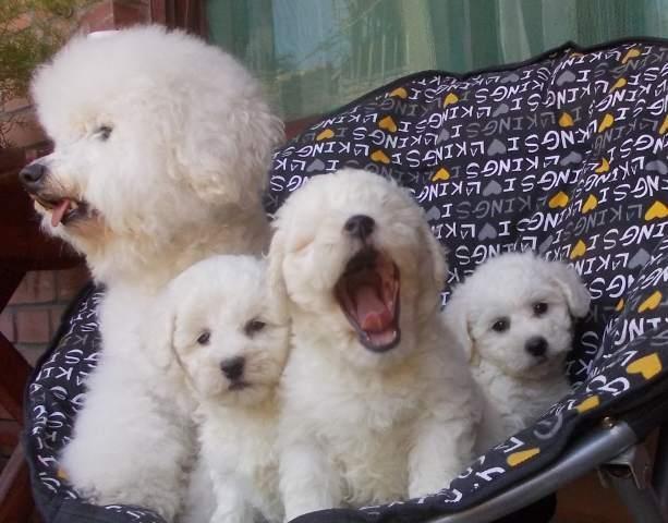 Kovrdzavi bisoni - bichon frise, stenci
