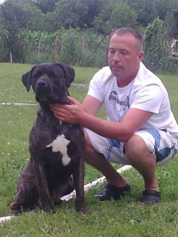 Cane corso - mlad muzjak