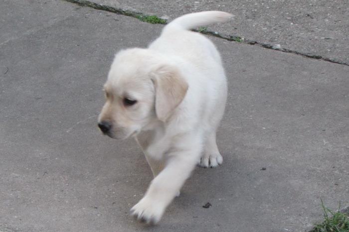 Labrador-retriver-stenad