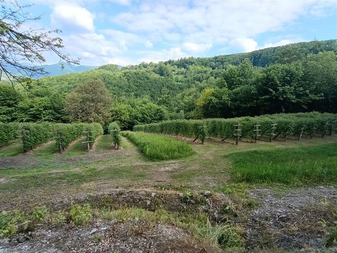 Berač voća (maline)