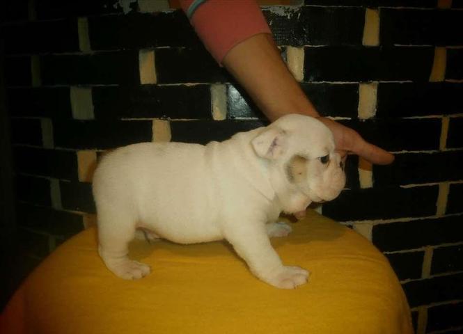 Buldog, štene