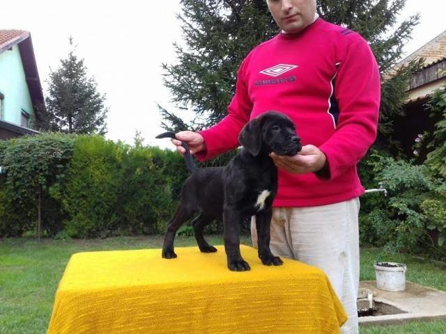 Cane-Corso---POVOLJNO