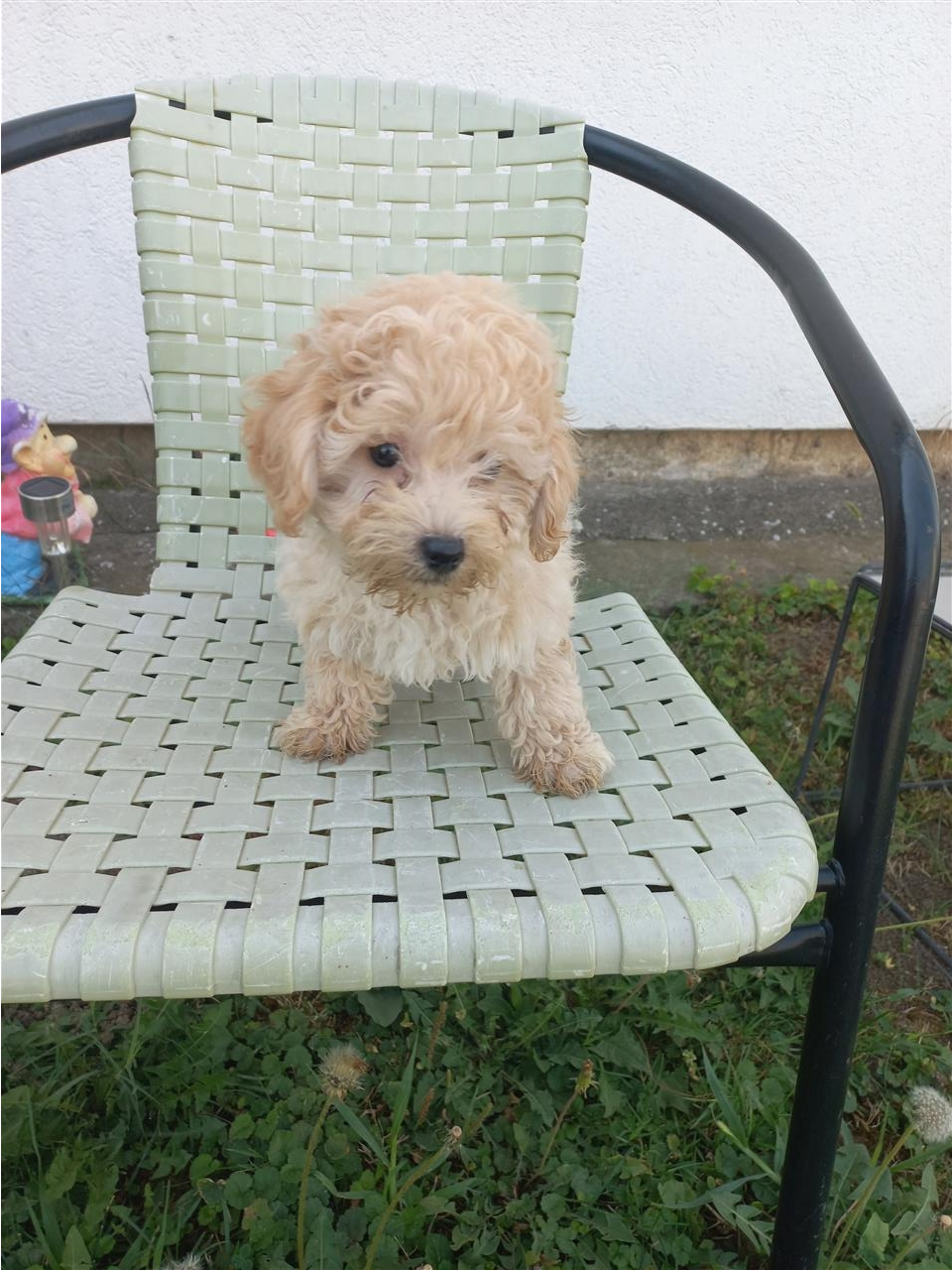 Maltipoo
