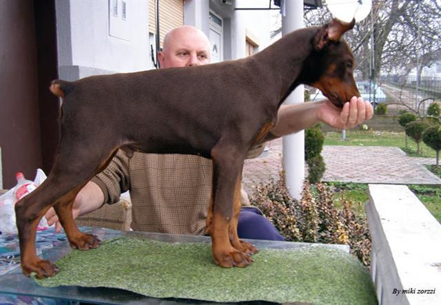 Doberman-na-prodai
