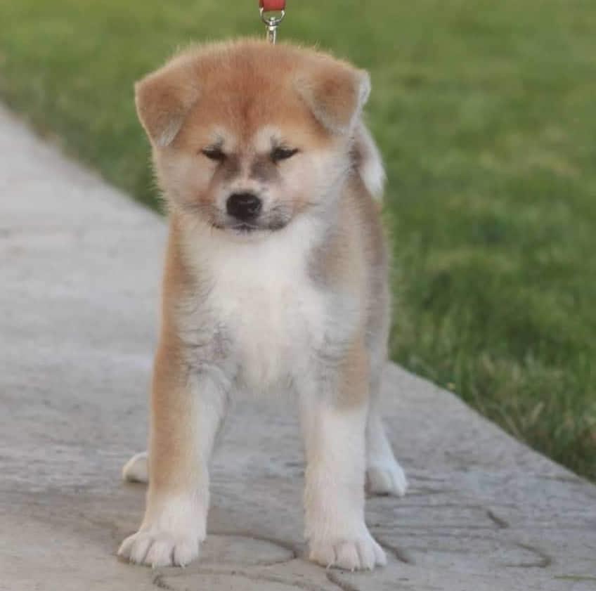 Akita--Inu-