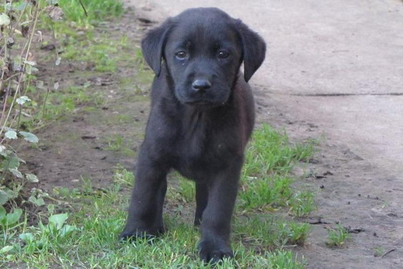 labrador-retriver-stenad