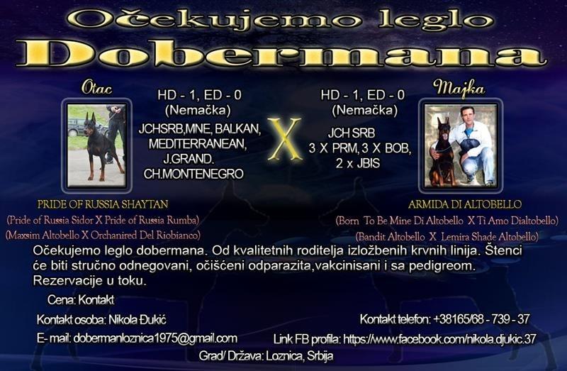 Doberman-najava-legla