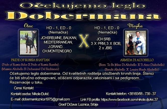 Doberman najava legla