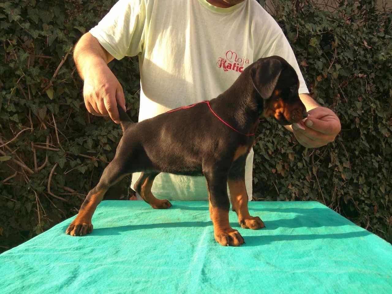 Doberman-štenad
