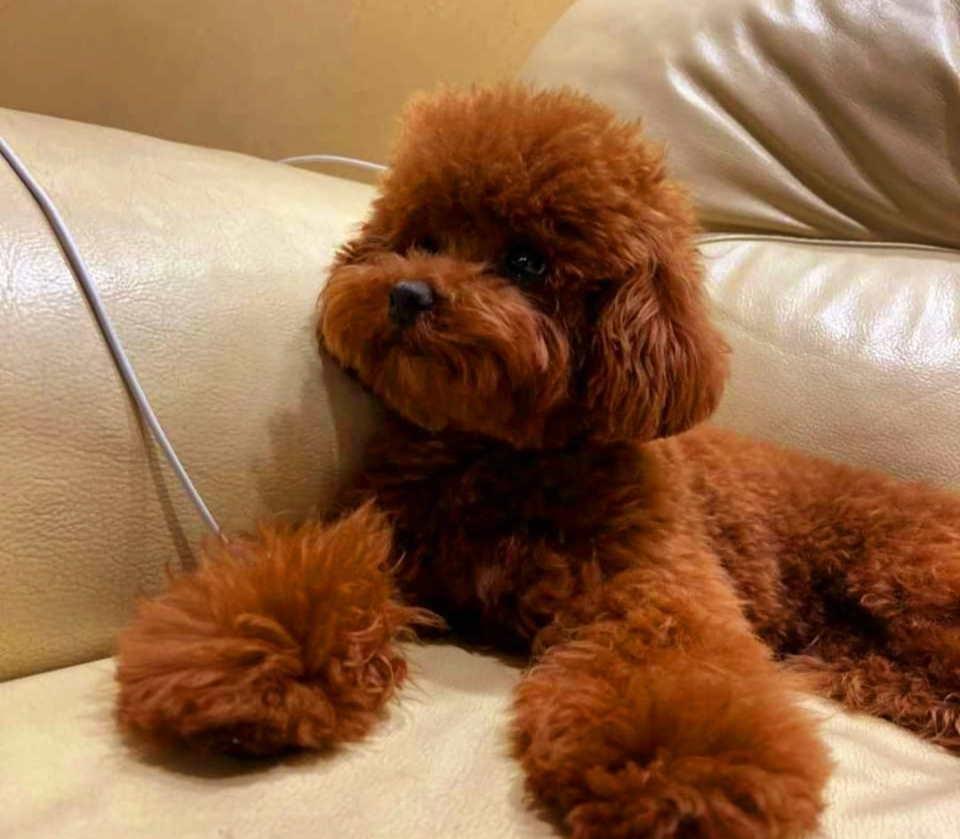 Najlepse-bebe-teddy-bear-toy-pudle